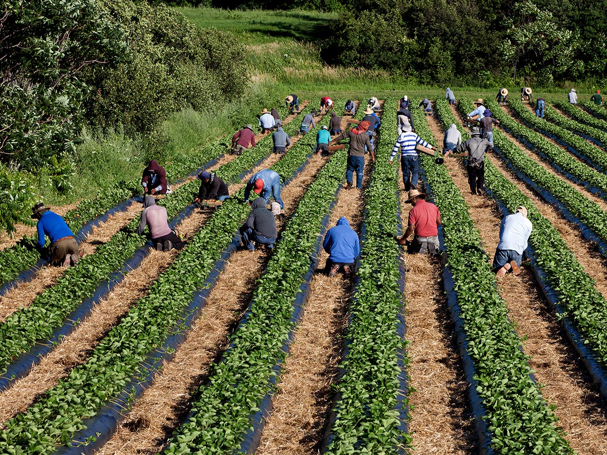 Farm workers pick strawberries in a field.