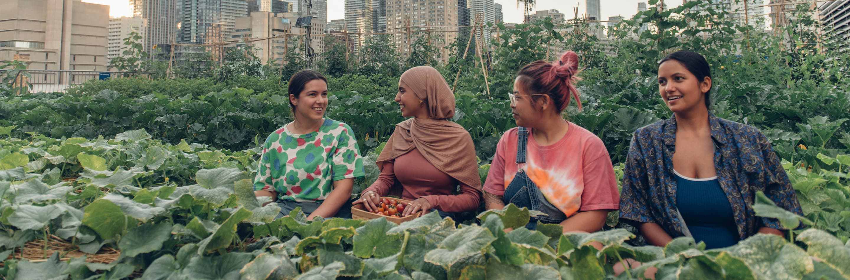 Four individuals sitting amidst the crops at TMU's Urban Farm. They are smiling, chatting, and harvesting fresh produce, showcasing a harmonious blend of sustainable agriculture and community engagement.